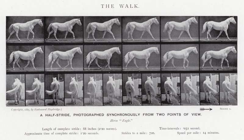 Eadweard Muybridge: A Caminhada (foto a p/b) de Eadweard Muybridge