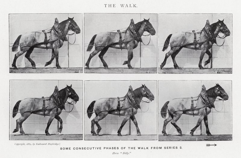 Eadweard Muybridge: A Caminhada (foto a p/b) de Eadweard Muybridge