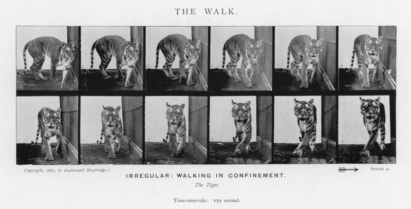 Eadweard Muybridge: A Caminhada (foto a p/b) de Eadweard Muybridge
