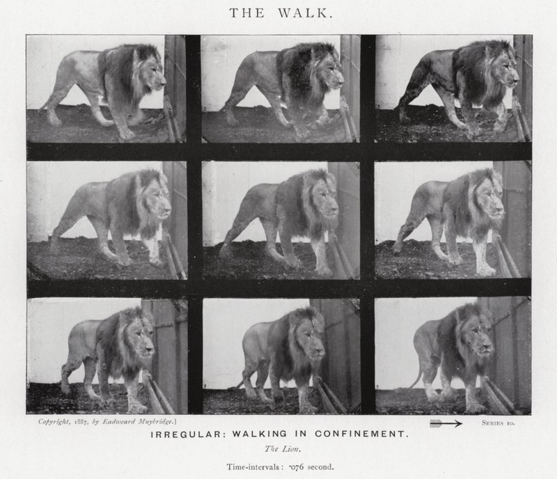 Eadweard Muybridge: A Caminhada (foto a p/b) de Eadweard Muybridge