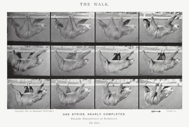 Eadweard Muybridge: A Caminhada (foto a p/b) de Eadweard Muybridge