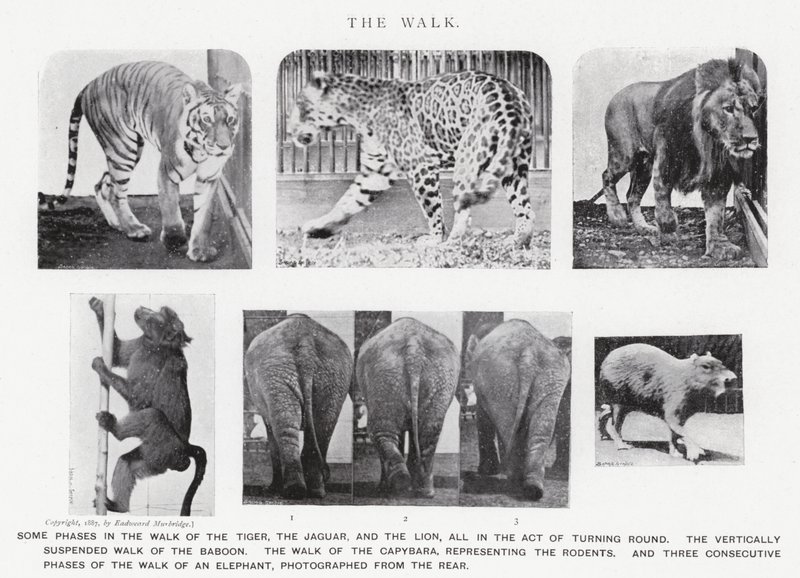 Eadweard Muybridge: A Caminhada (foto a p/b) de Eadweard Muybridge