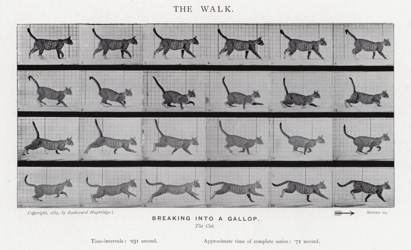 Eadweard Muybridge: The Walk de Eadweard Muybridge