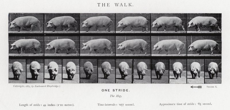 Eadweard Muybridge: The Walk de Eadweard Muybridge