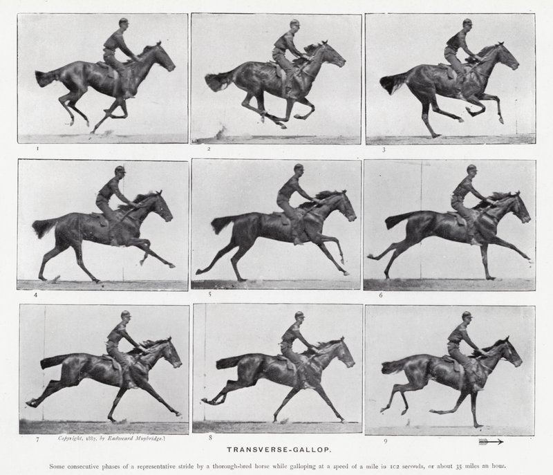 Eadweard Muybridge: Transverse-Gallop (foto a p/b) de Eadweard Muybridge