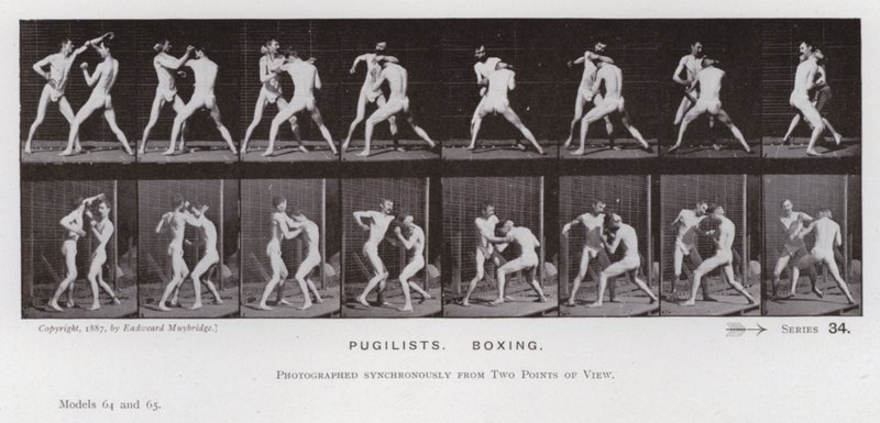 A Figura Humana em Movimento: Pugilistas, Boxe (foto a p/b) de Eadweard Muybridge