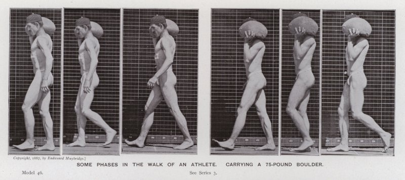 A Figura Humana em Movimento: Algumas fases da caminhada de um atleta, carregando uma rocha de 75 libras (foto a p/b) de Eadweard Muybridge