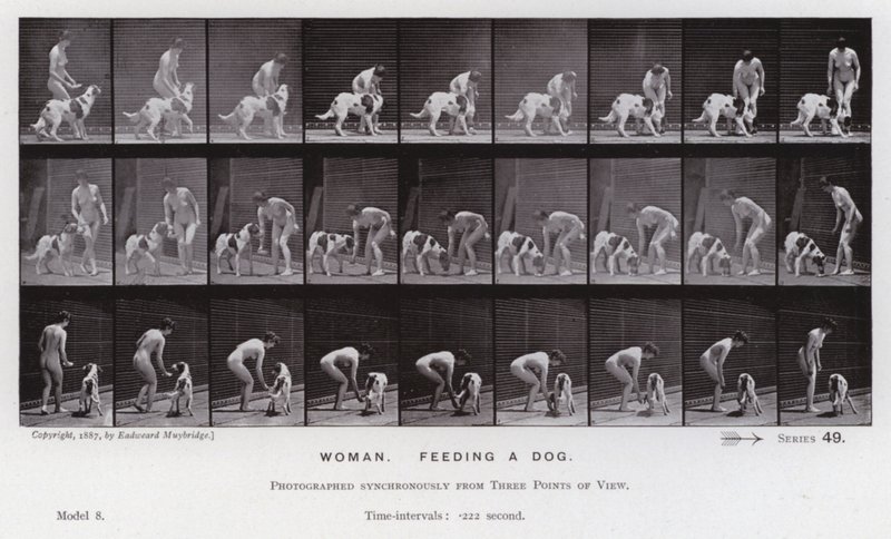 A Figura Humana em Movimento: Mulher, alimentando um cão (foto a p/b) de Eadweard Muybridge