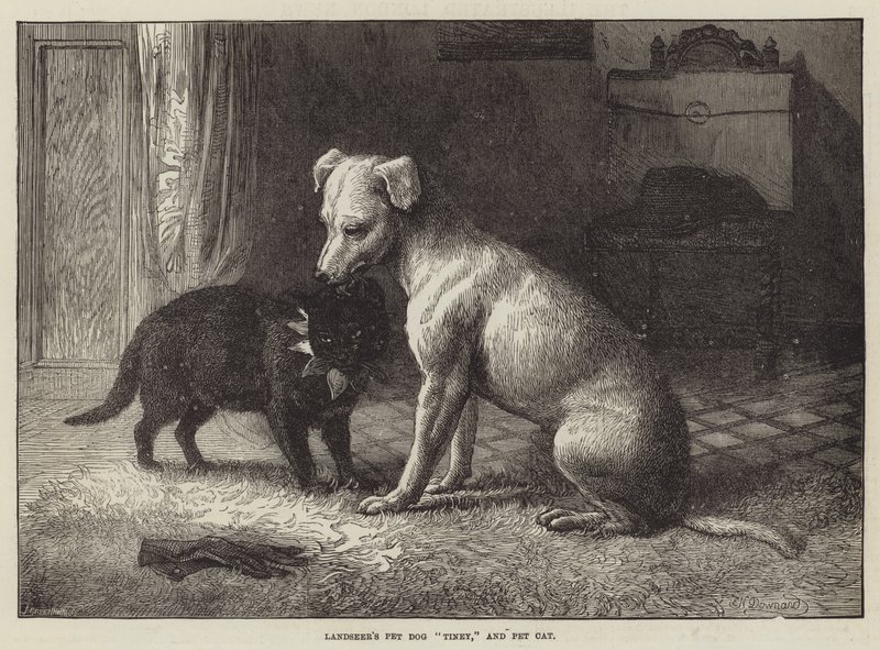 Pet Dog Tiney de Landseer e Pet Cat de Ebenezer Newman Downard