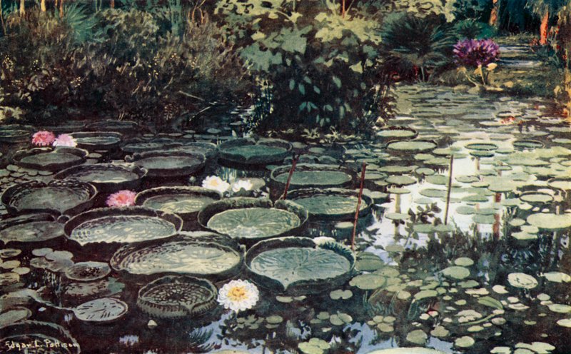 Victoria Regia (cor litho) de Edgar L. Pattison