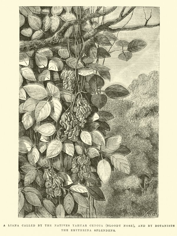 Uma Liana chamada pelos nativos Yahuar Cencca (Nariz Sangrento) e pelos botânicos Erythrina splendens de Edouard Riou