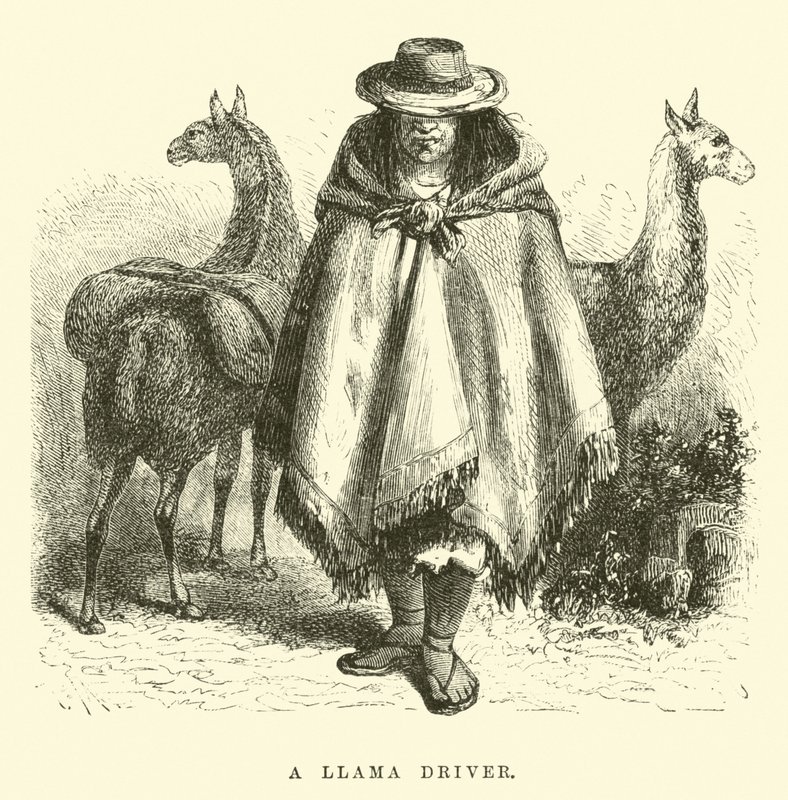 Um motorista de lhama de Edouard Riou
