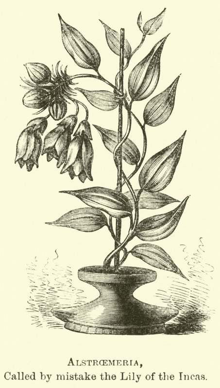 Alstroemeria, chamada por engano a Lily dos Incas de Edouard Riou
