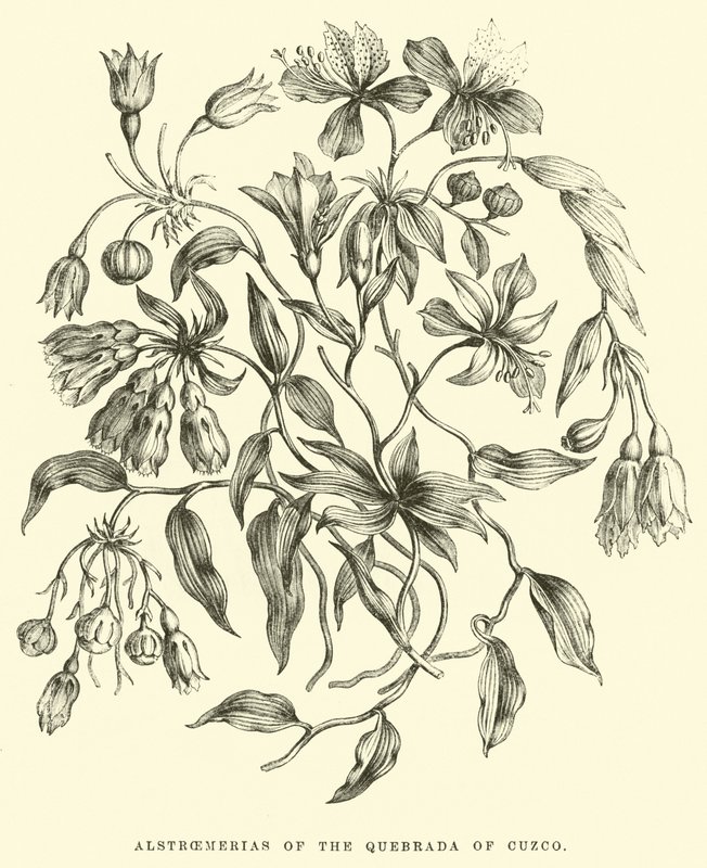 Alstroemerias da Quebrada de Cuzco de Edouard Riou