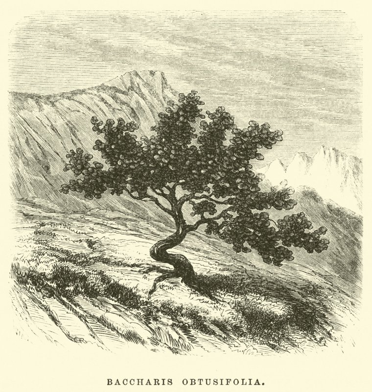 Baccharis obtusifolia de Edouard Riou