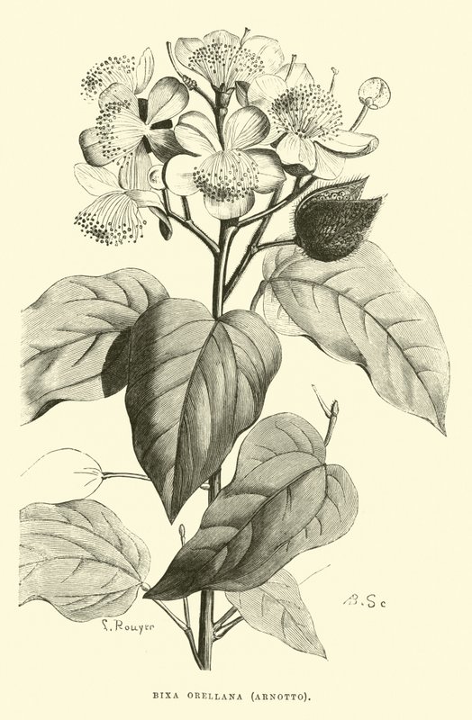 Bixa orellana, Arnotto de Edouard Riou