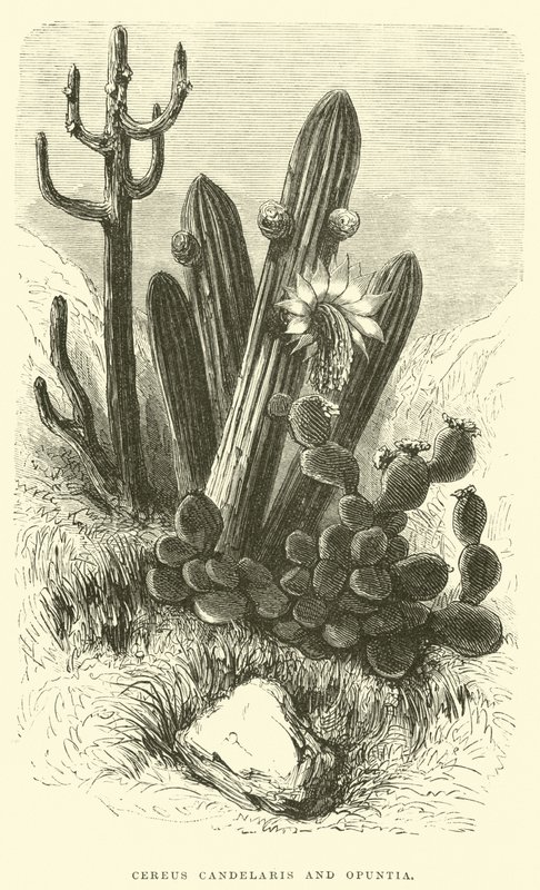 Cereus Cadelaris e Opuntia de Edouard Riou