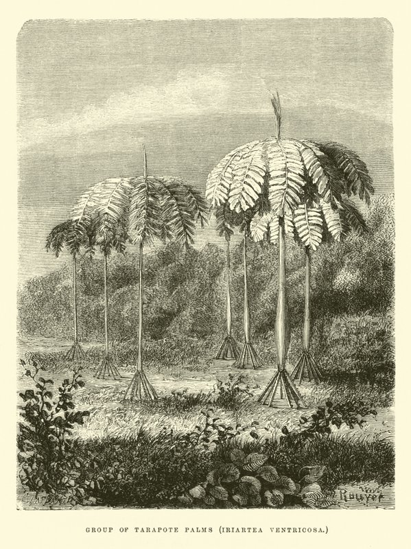 Grupo de palmas de Tarapote, Iriartea ventricosa de Edouard Riou