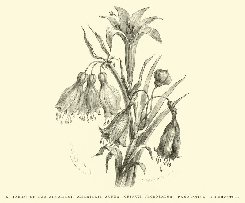 Liliaceae de Sacsahuaman, Amaryllis aurea, Crinum urceolatum, Pancratium recurvatum de Edouard Riou