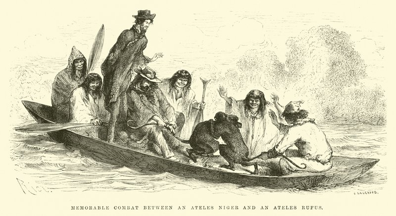 Combate memorável entre um Ateles niger e um Ateles rufus de Edouard Riou