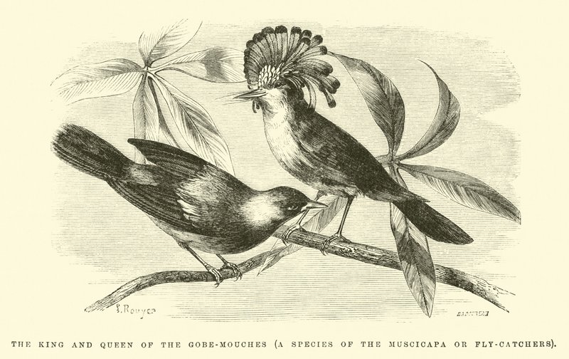 O Rei e a Rainha do Gobe-mouches, uma espécie do Muscicapa ou Fly-catchers de Edouard Riou