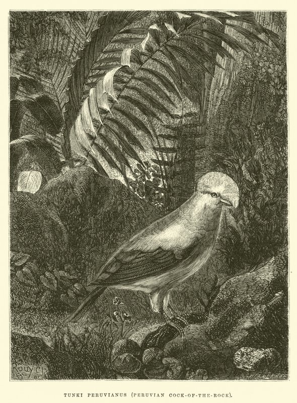 Tunki Peruvianus, peruano Cock-of-the-rock de Edouard Riou