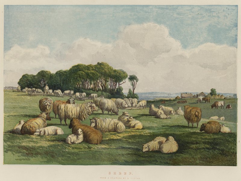 Ovelha (cromolitho) de Edward Duncan