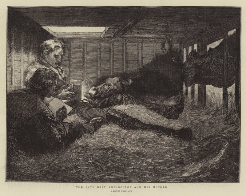 O rinoceronte tardio do bebê e sua mãe de Edward John Gregory