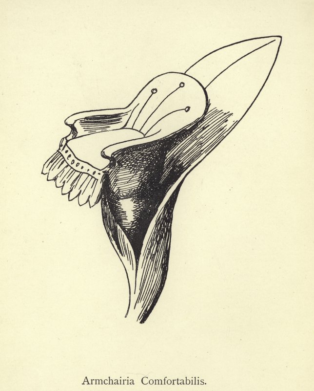 Armchairia Comfortabilis de Edward Lear