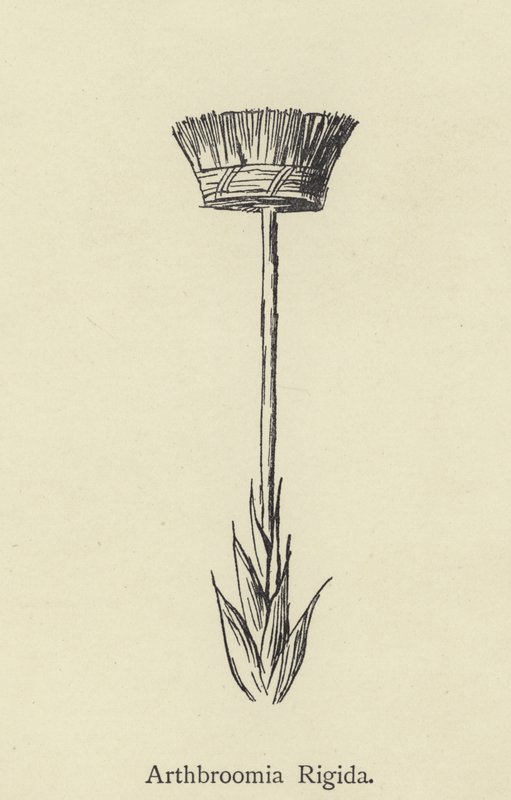 Arthbroomia Rigida de Edward Lear
