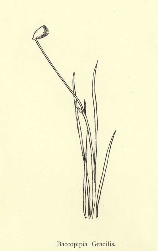 Baccopipia Gracilis de Edward Lear