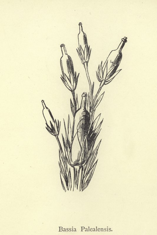 Bassia Palealensis de Edward Lear