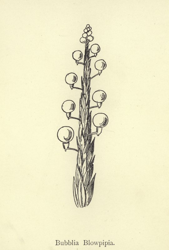 Bubão Blowpipia de Edward Lear