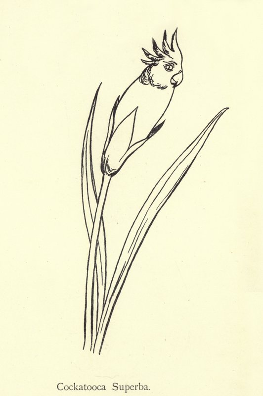 Cockatooca Superba de Edward Lear