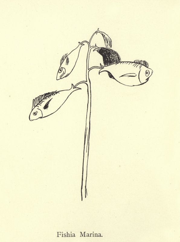 Marina de Fishia de Edward Lear