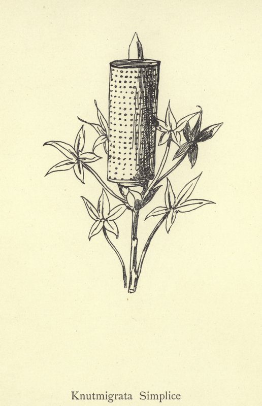 Knutmigrata Simplice de Edward Lear