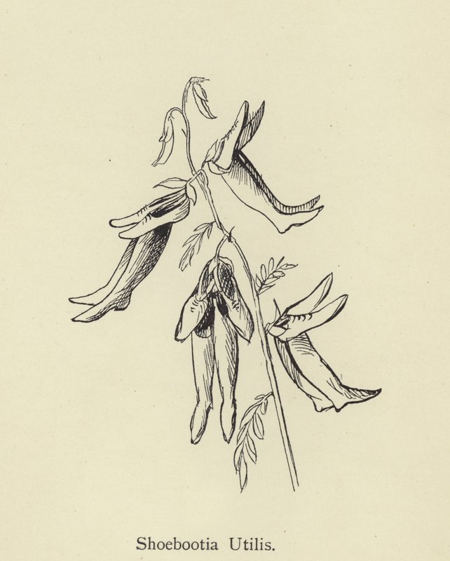 Shoebootia útil de Edward Lear