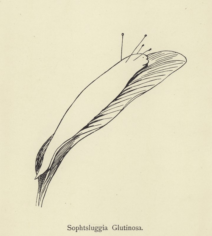 Sophtsluggia Glutinosa de Edward Lear