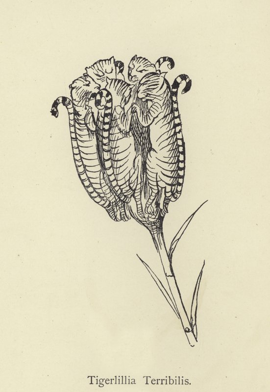 terrível Tigerlillia de Edward Lear