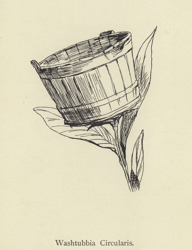 O Washtubbia circular de Edward Lear