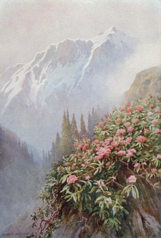 Rododendros Selvagens de Edward Mary Joseph Molyneux