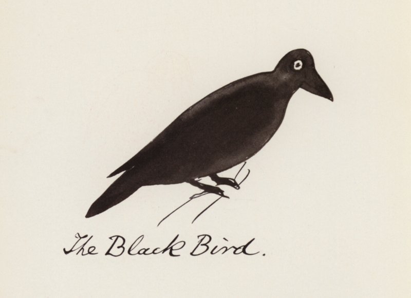 Edward Lear, The Bird Book: O pássaro preto (cor litho) de Edward (after) Lear