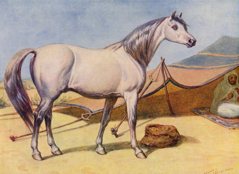 Cavalo árabe (lito colorido) de Edward Brice Montefiore