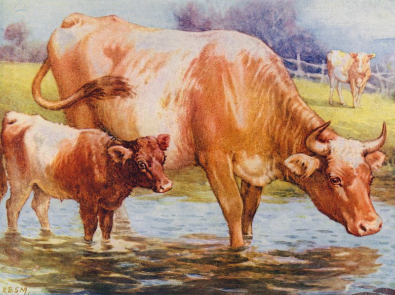 Vacas e vitelos (cor litho) de Edward Brice Montefiore