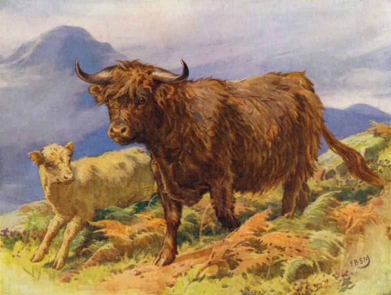 Vaca e bezerro das terras altas (lito colorido) de Edward Brice Montefiore