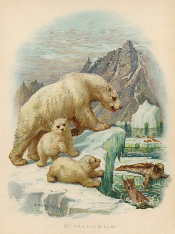 O urso polar em casa (litografia a cores) de Edward Brice Montefiore