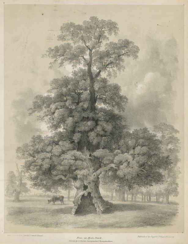 Olmo em Hyde Park, Londres de Edward Hassell