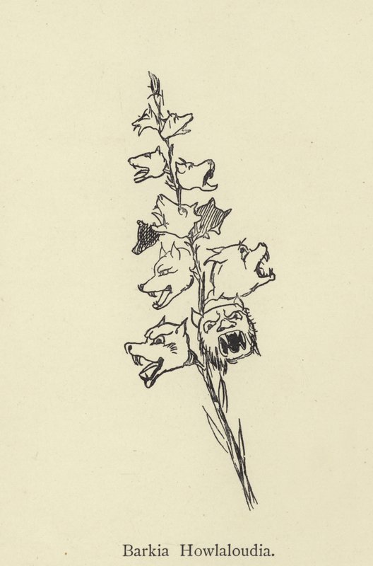 Barkia Howlaloudia de Edward Lear