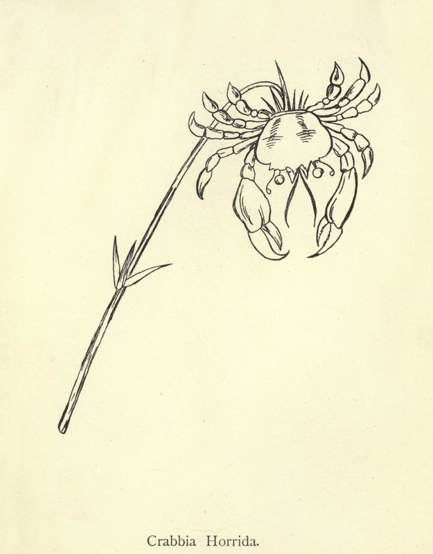 Um Crabb selvagem de Edward Lear