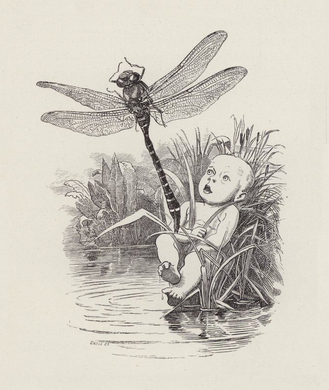 Ilustração para The Water-Babies de Charles Kingsley (gravura) de Edward Linley (after) Sambourne